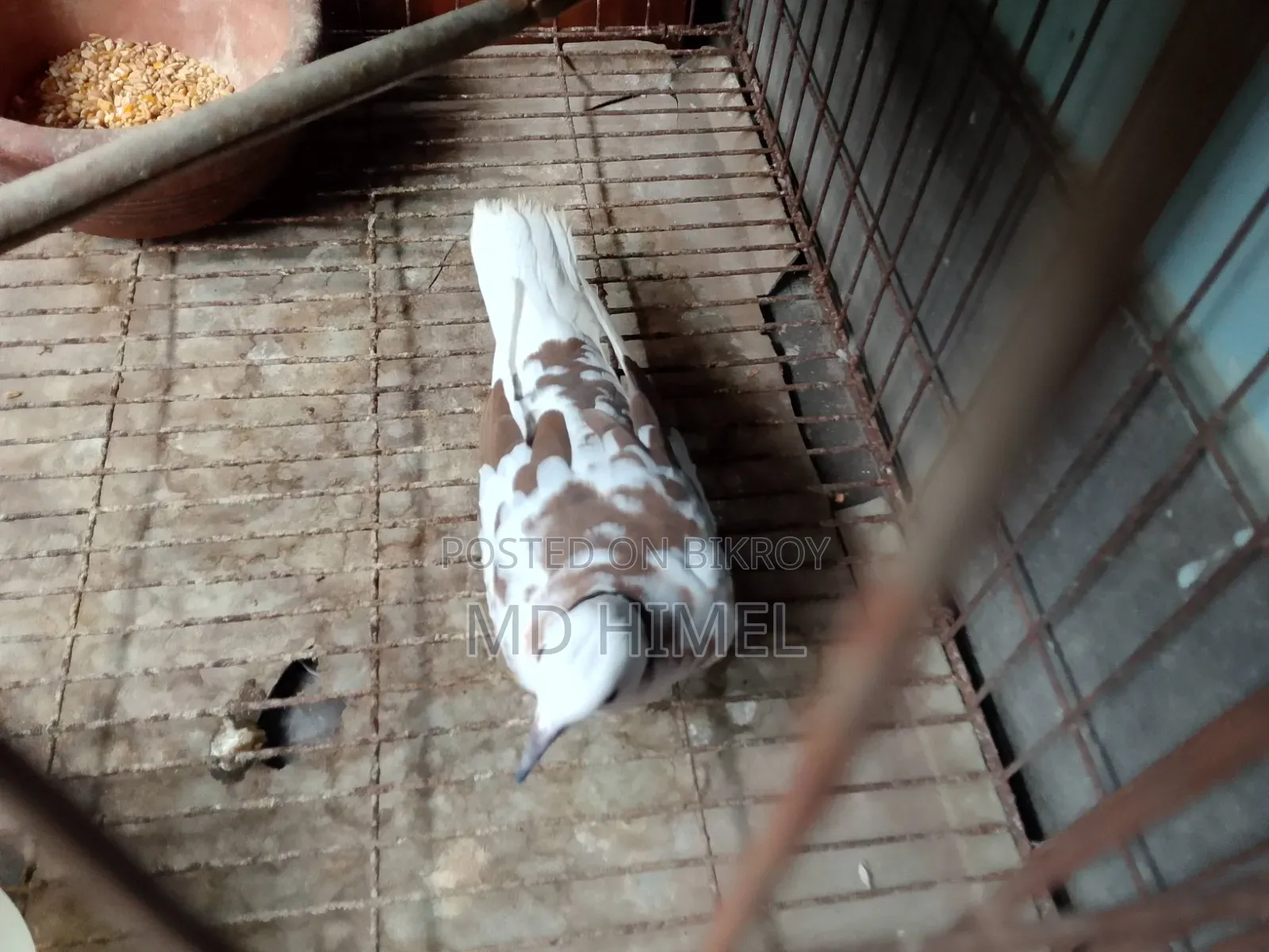 A running male fantail dove is for sale.