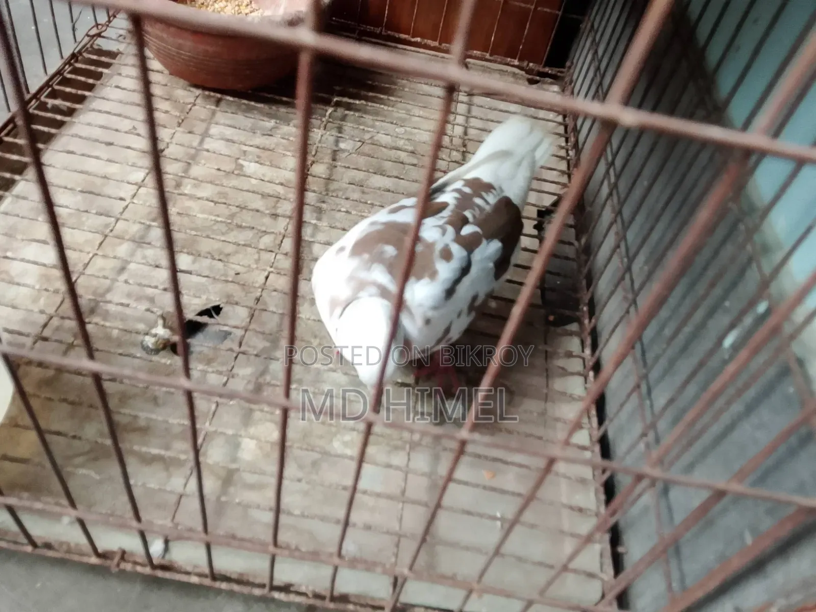 A running male fantail dove is for sale.
