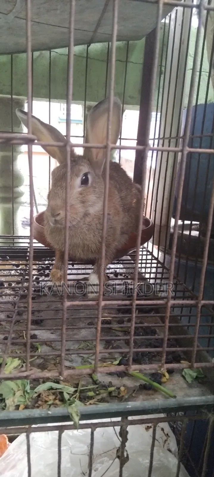 Rabbit for Sell