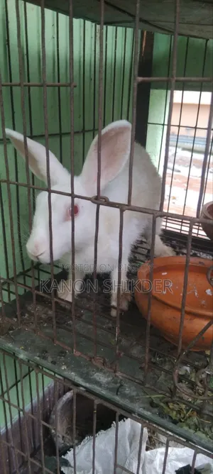 Rabbit for Sell