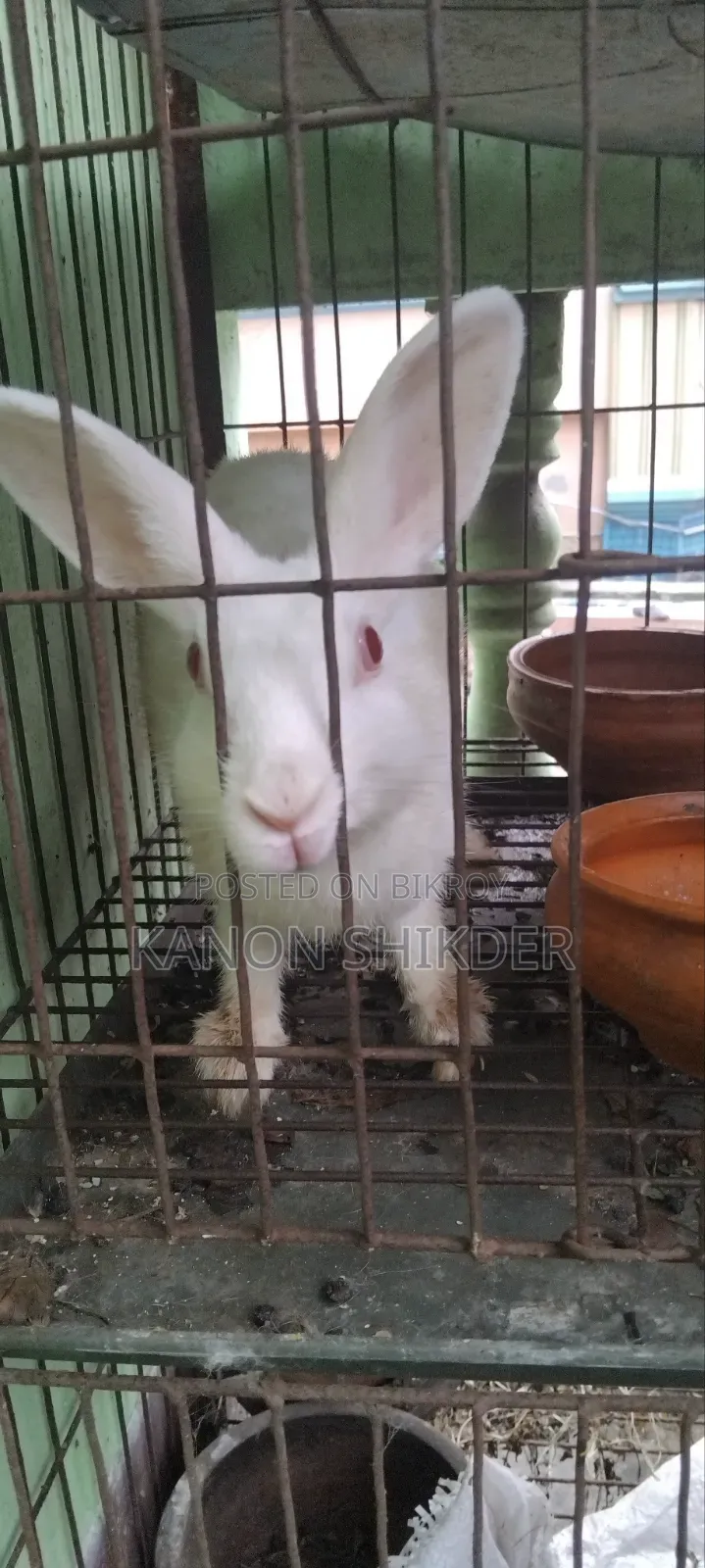 Rabbit for Sell