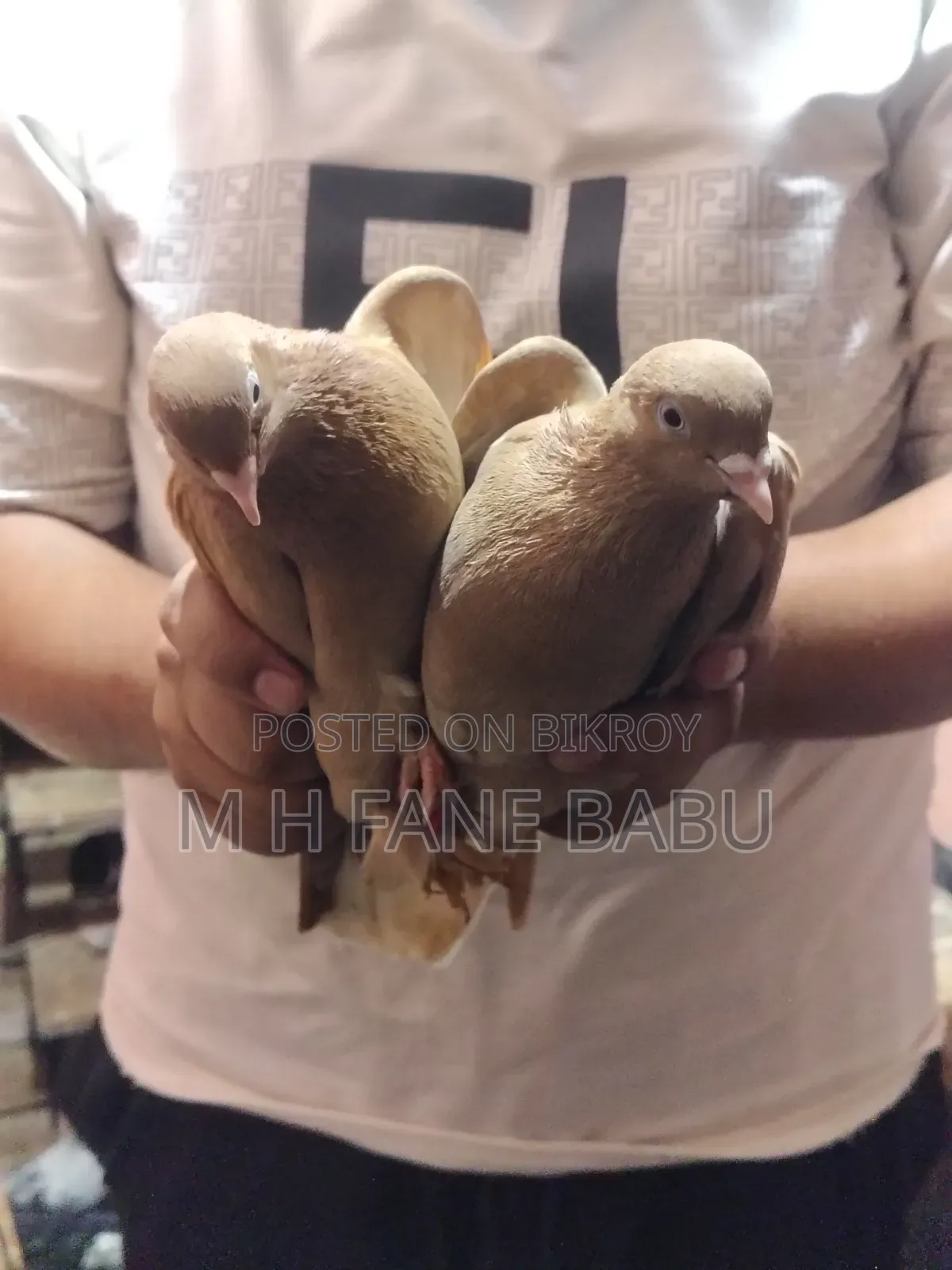 Master Pair Pigeons