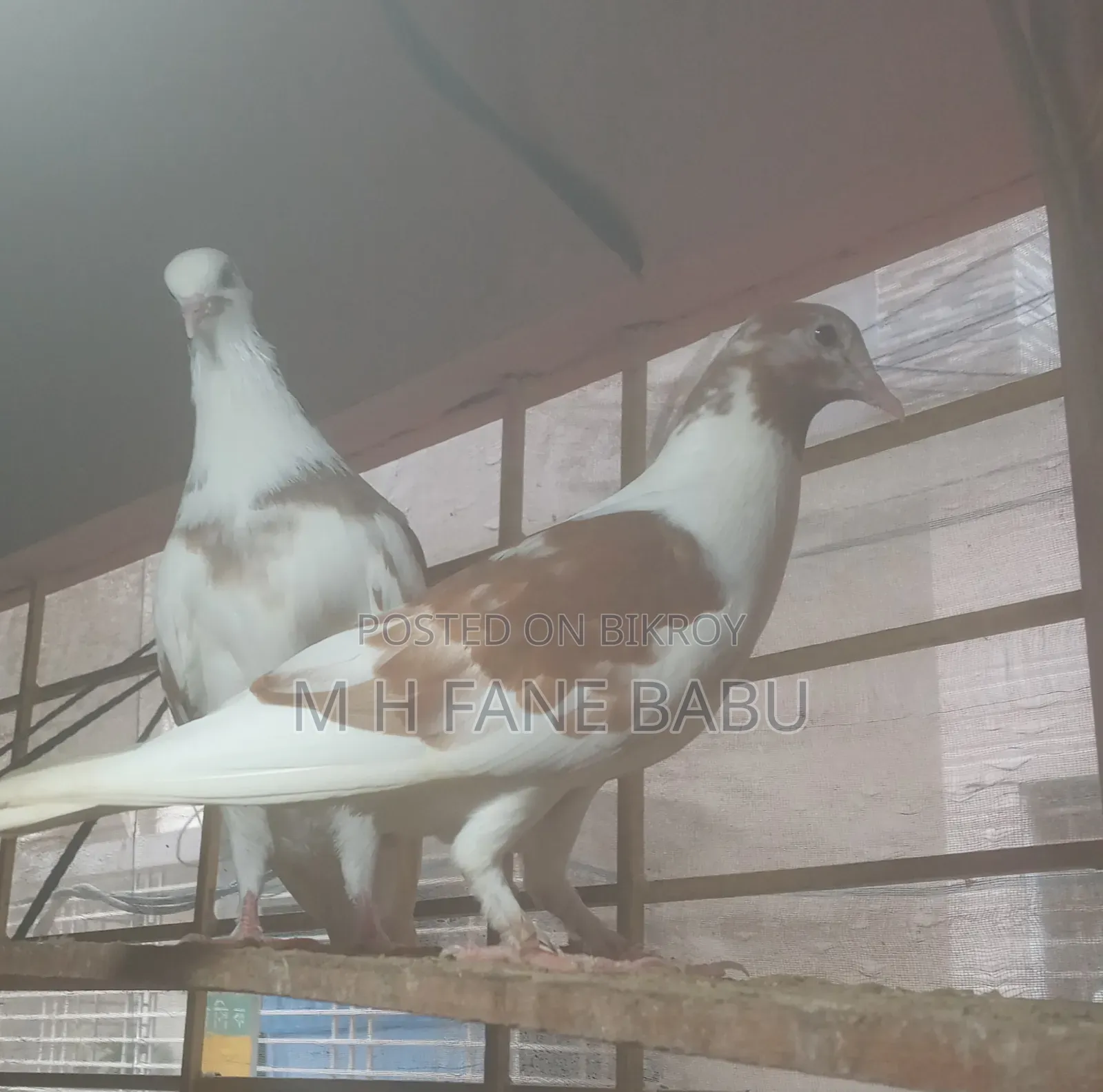 Master Pair Pigeons
