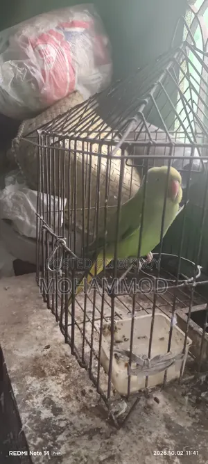 টিয়া পাখি কথা বলা হাফটেম