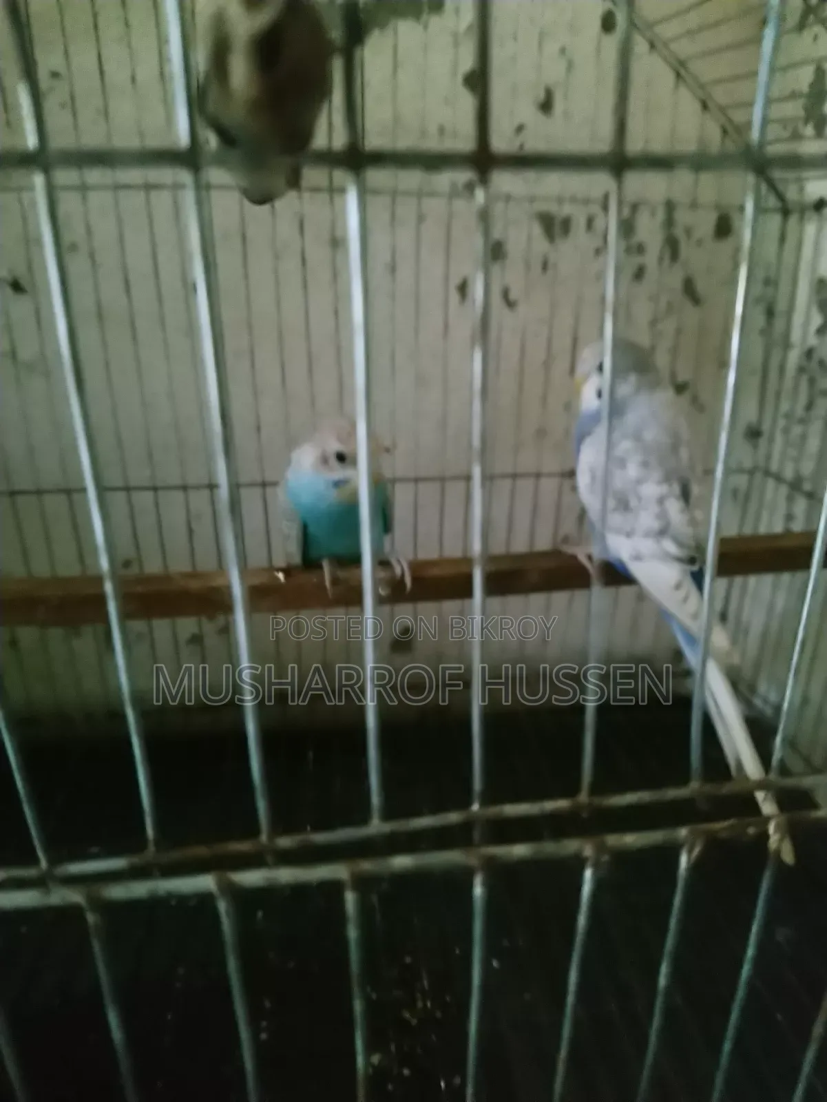 ২ টি বাজিগর পাখি বিক্রি করা হবে
