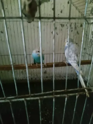 ২ টি বাজিগর পাখি বিক্রি করা হবে