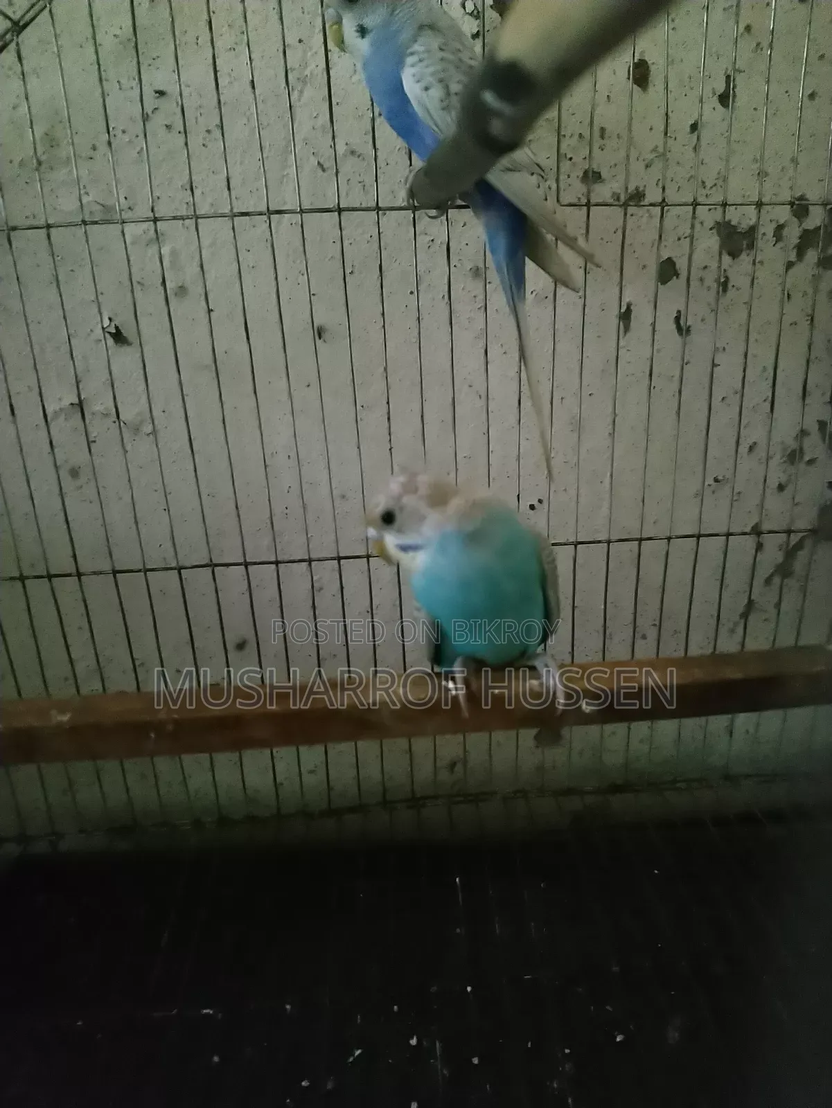 ২ টি বাজিগর পাখি বিক্রি করা হবে