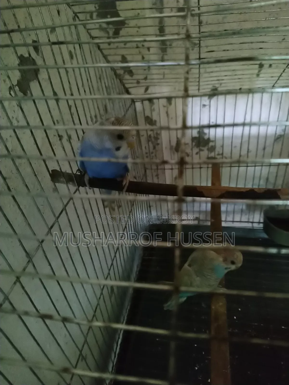 ২ টি বাজিগর পাখি বিক্রি করা হবে