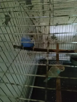 ২ টি বাজিগর পাখি বিক্রি করা হবে