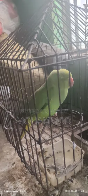 রিং নেট টিয়া পাখি