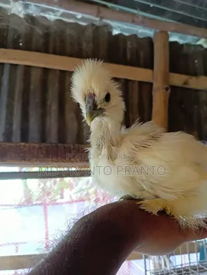 European Silkie Chicken Chicks