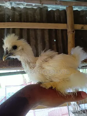 European Silkie Chicken Chicks