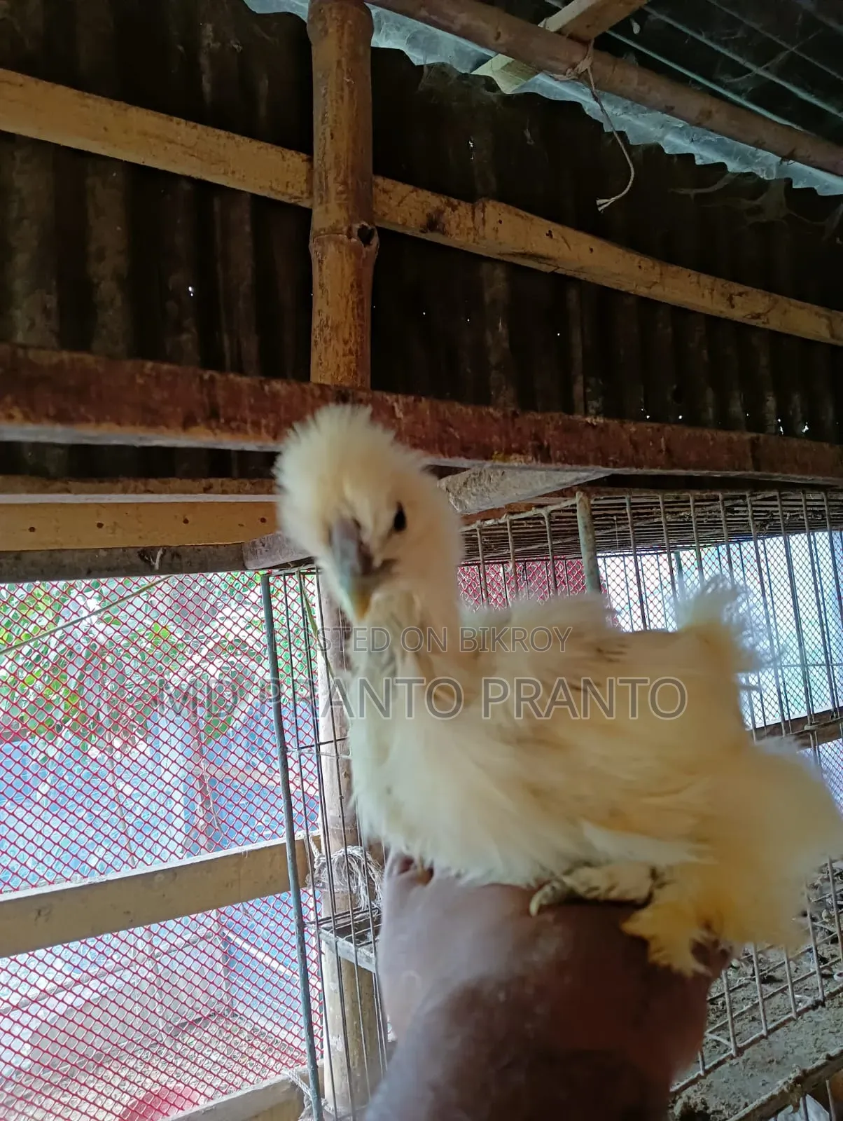 European Silkie Chicken Chicks