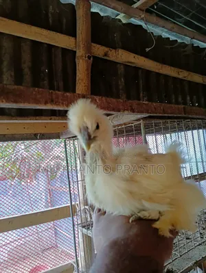 European Silkie Chicken Chicks