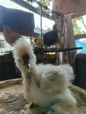 European Silkie Chicken Chicks