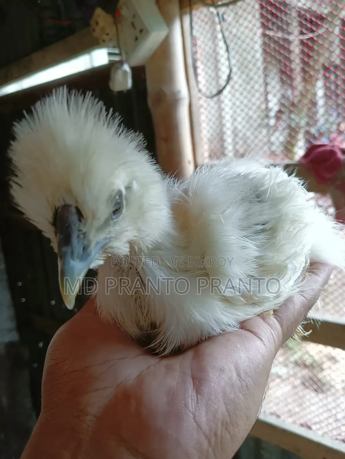 European Silkie Chicken Chicks