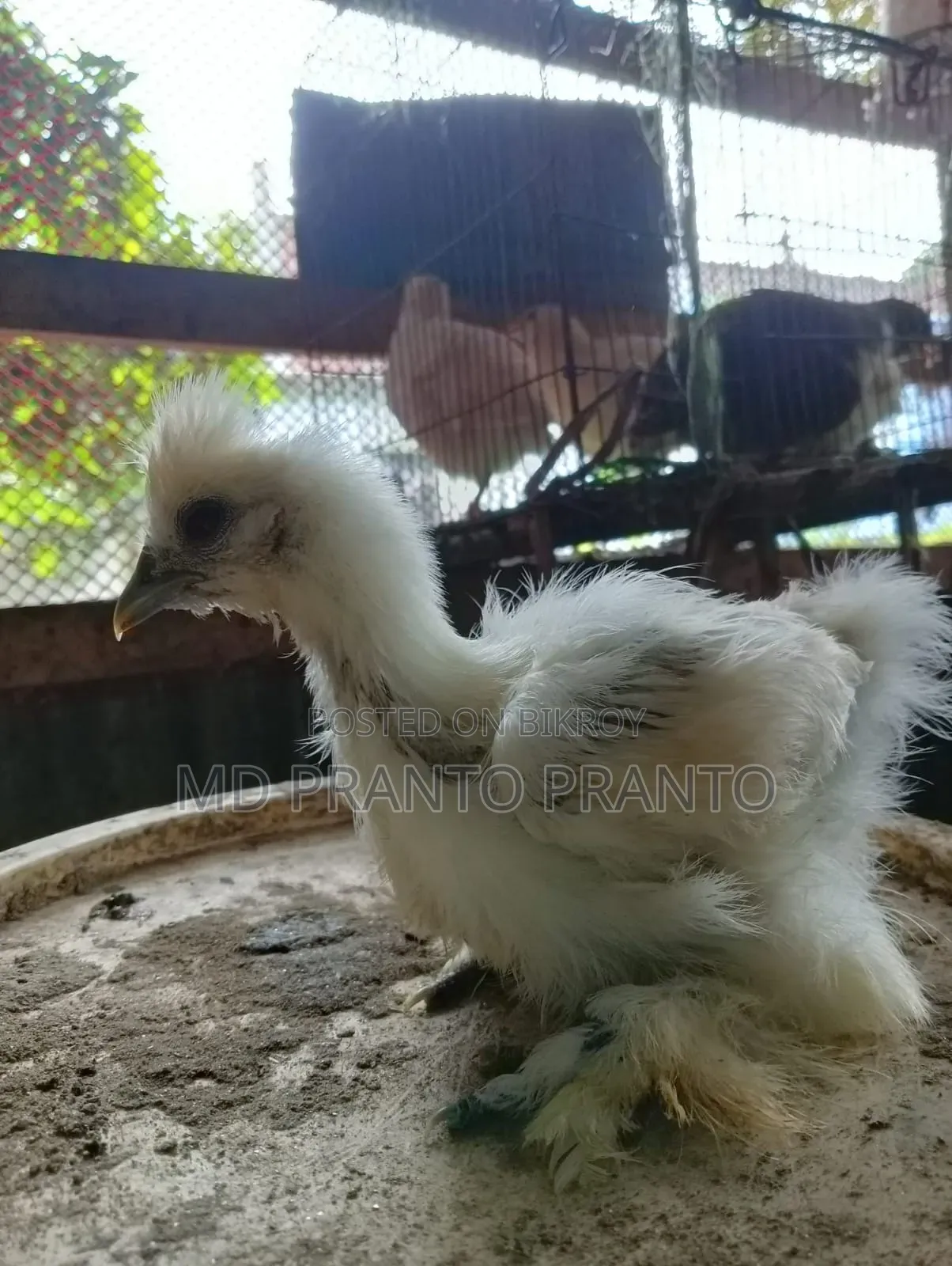 European Silkie Chicken Chicks