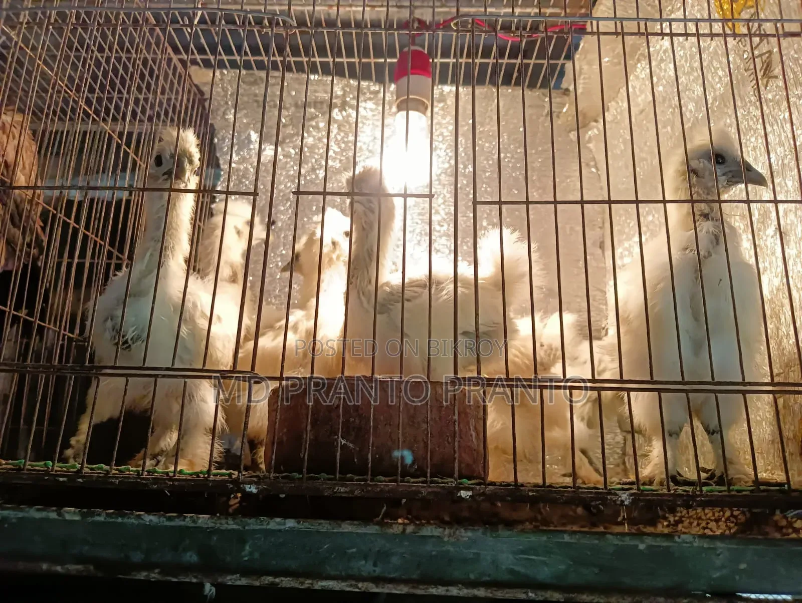 European Silkie Chicken Chicks