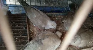 Dove Bird