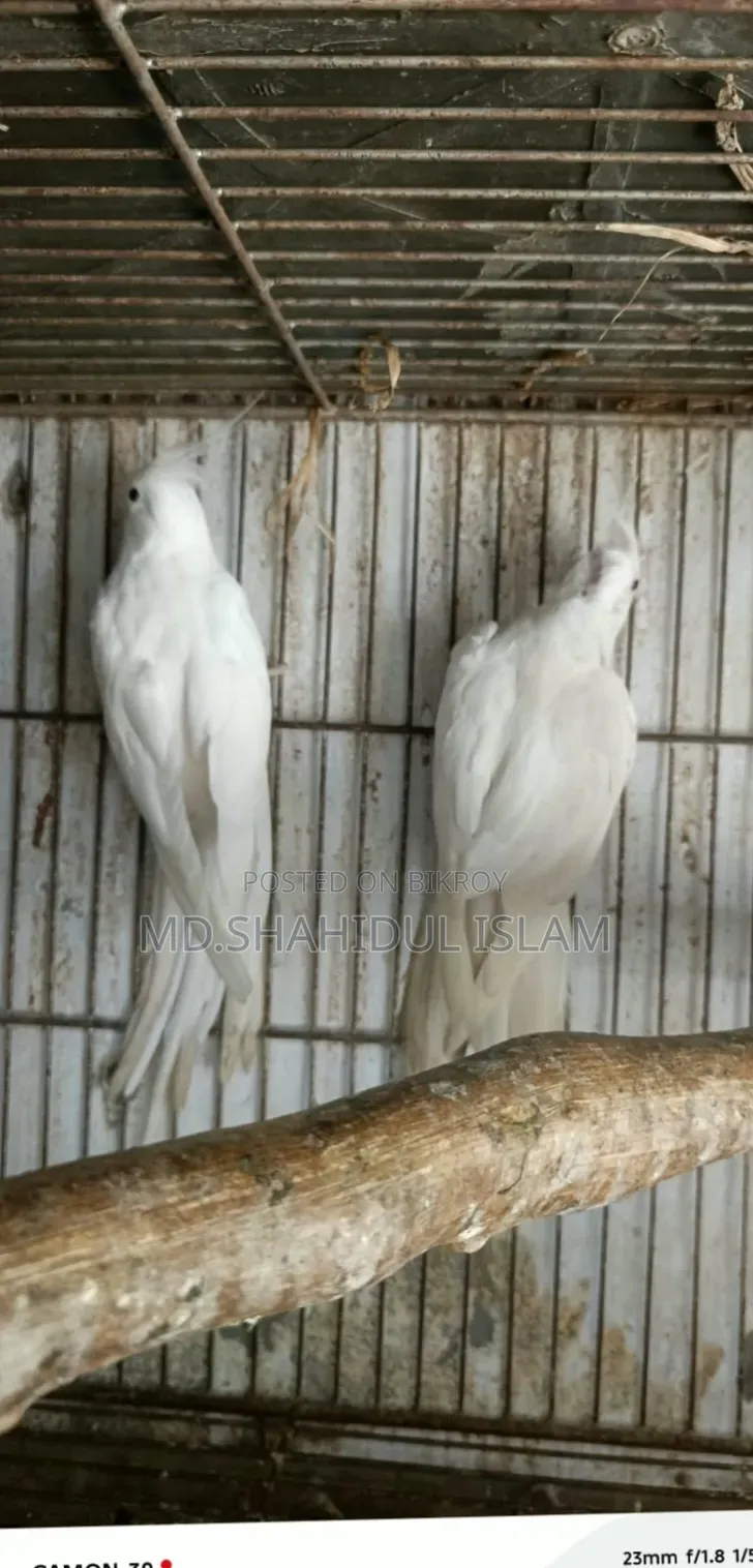 অ্যালবিনো কোকাটেল [ মাস্টার পেয়ার ]