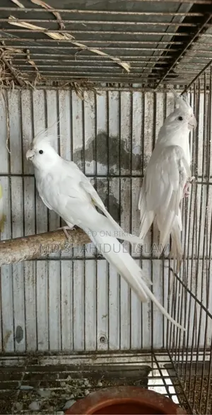 অ্যালবিনো কোকাটেল [ মাস্টার পেয়ার ]