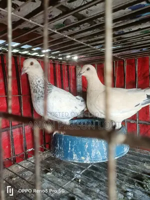 White Grizzel Racer Pigeon