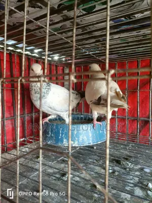 White Grizzel Racer Pigeon