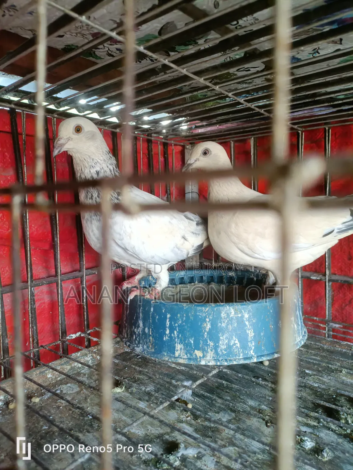 White Grizzel Racer Pigeon