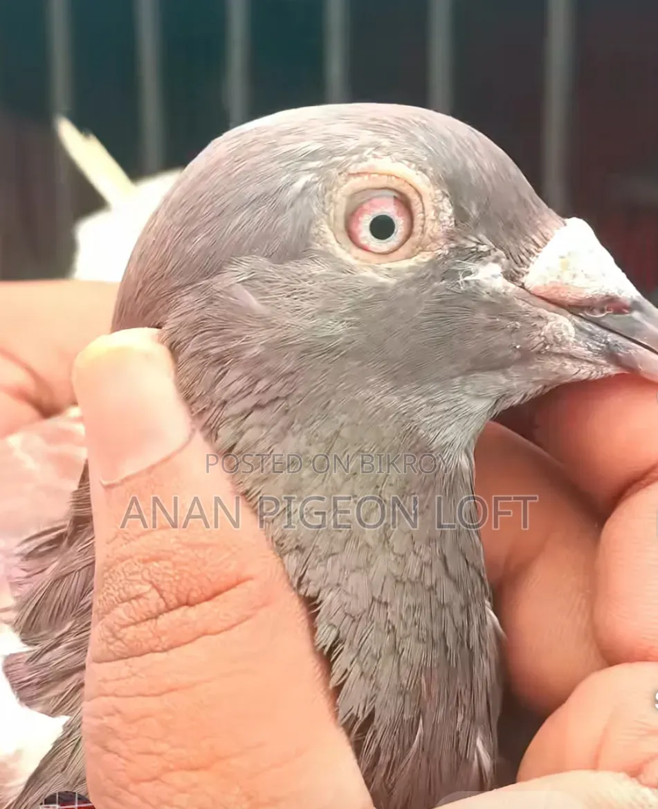 লাল চেকার রেসার পায়রা