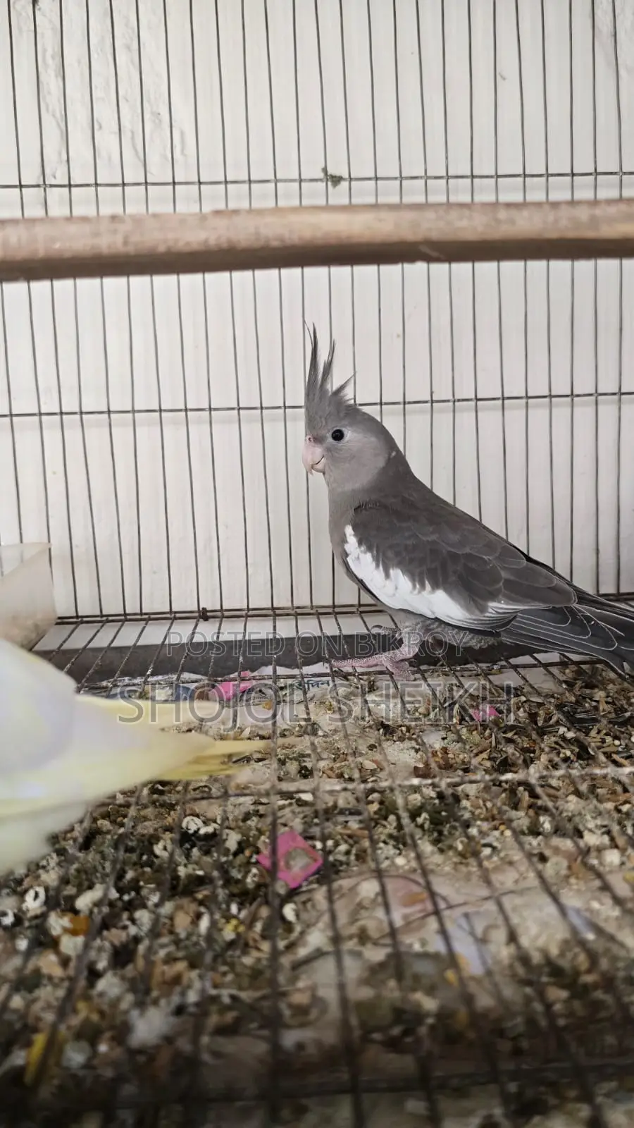 Cockatiel Bird for Sale