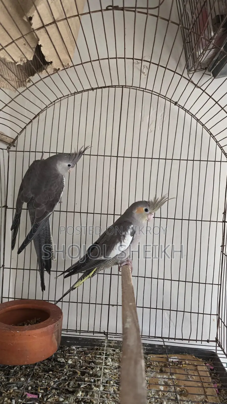 Cockatiel Bird for Sale