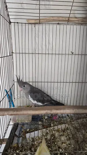 Cockatiel Bird for Sale
