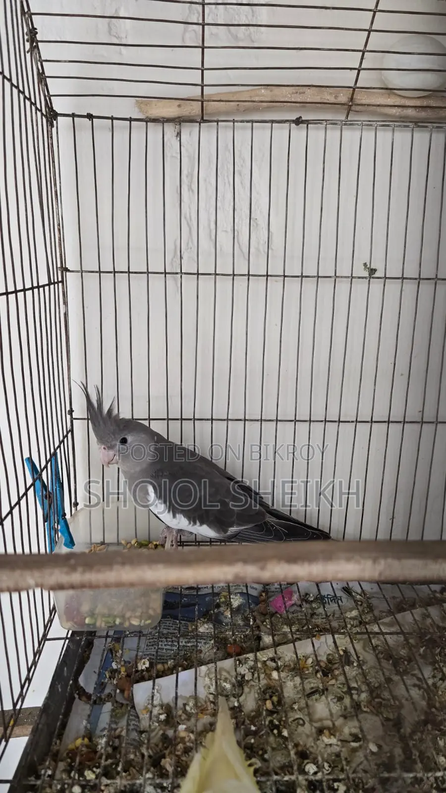 Cockatiel Bird for Sale