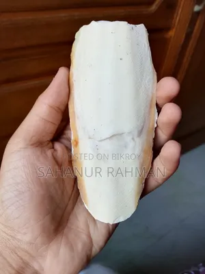 বাজিগর পাখি ডিমসহ ছেলে মেয়ে এর সাথে ফ্রি থাকছে আকর্ষণীয় পাখির জিনিস