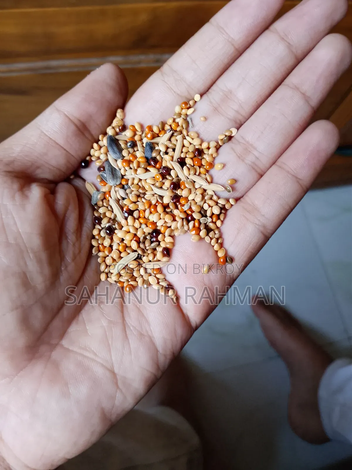 বাজিগর পাখি ডিমসহ ছেলে মেয়ে এর সাথে ফ্রি থাকছে আকর্ষণীয় পাখির জিনিস