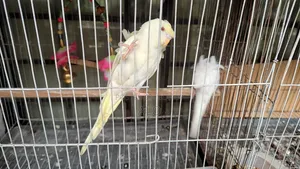 ডবল ফ্লাওয়ার রেড আই জেপি পেয়ার