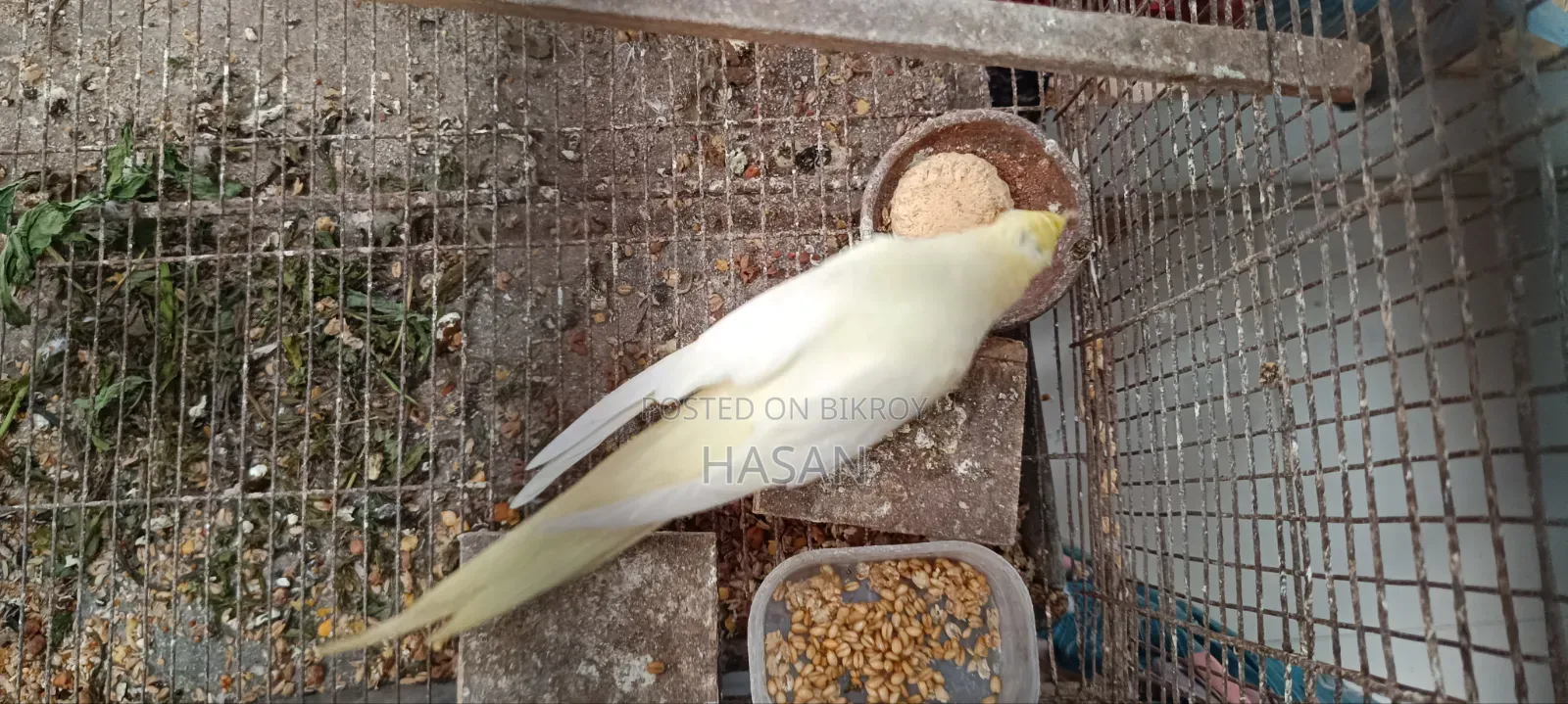 লুটিনো ককাটেল