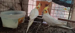 লুটিনো ককাটেল