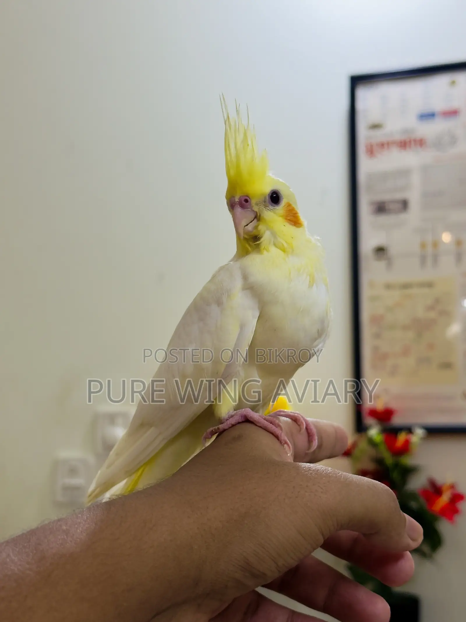 হাফ টেইম লুটিনো পার্ল ককাটেল