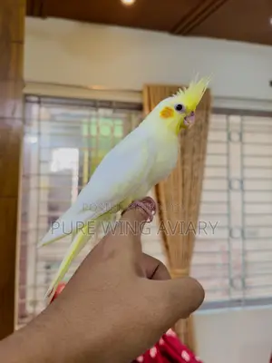 হাফ টেইম লুটিনো পার্ল ককাটেল