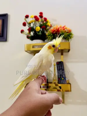 হাফ টেইম লুটিনো পার্ল ককাটেল