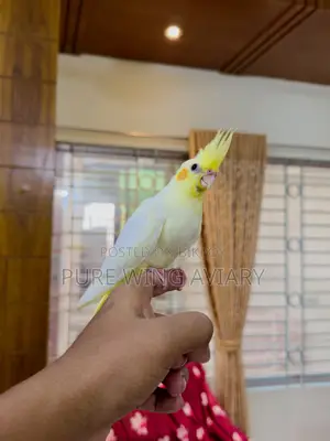হাফ টেইম লুটিনো পার্ল ককাটেল