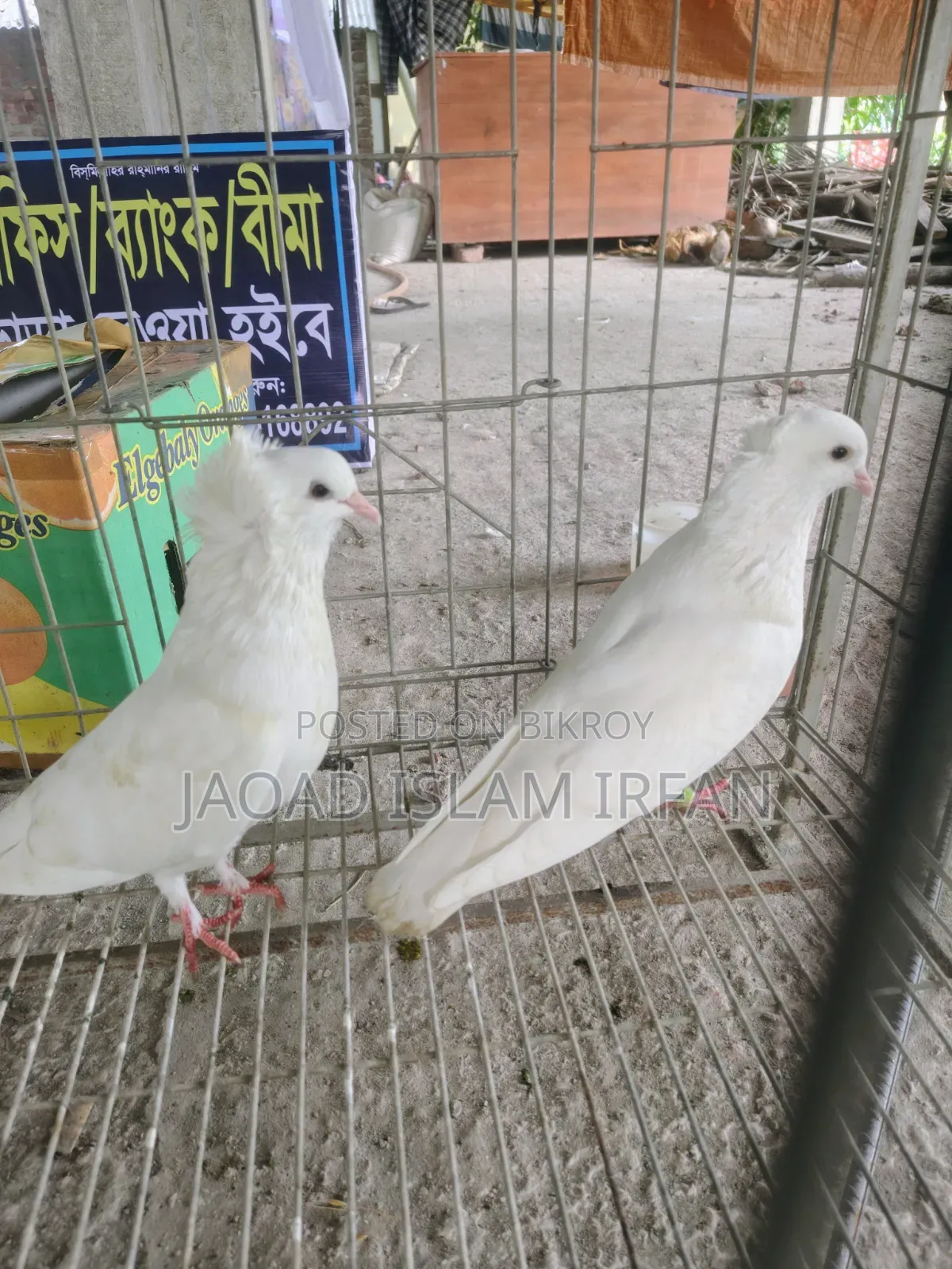 Sell Doel Pigeon