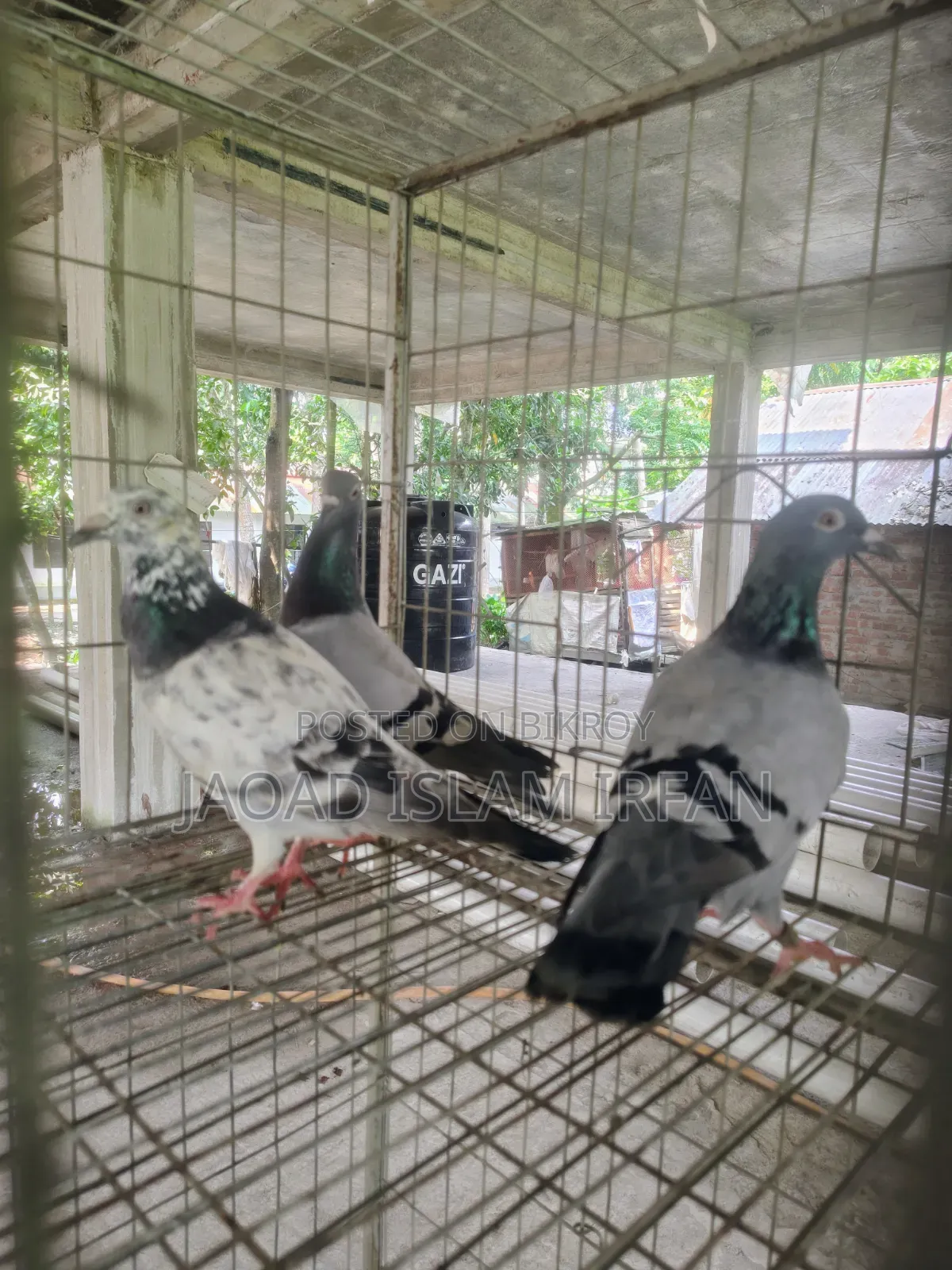 Sell Doel Pigeon