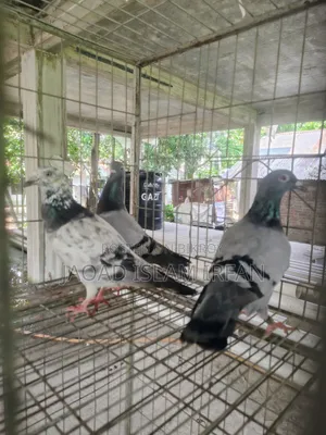 Sell Doel Pigeon