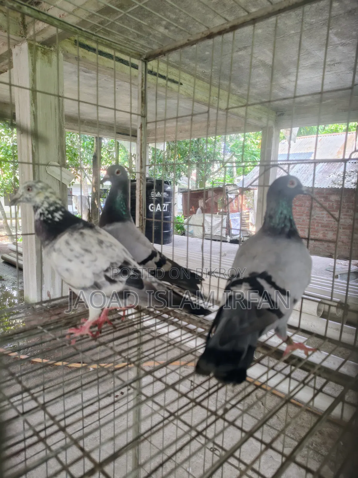Sell Doel Pigeon