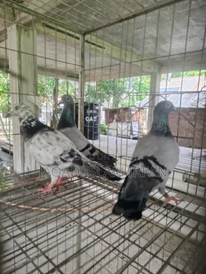 Sell Doel Pigeon