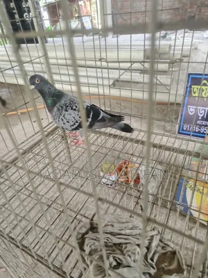 Sell Doel Pigeon