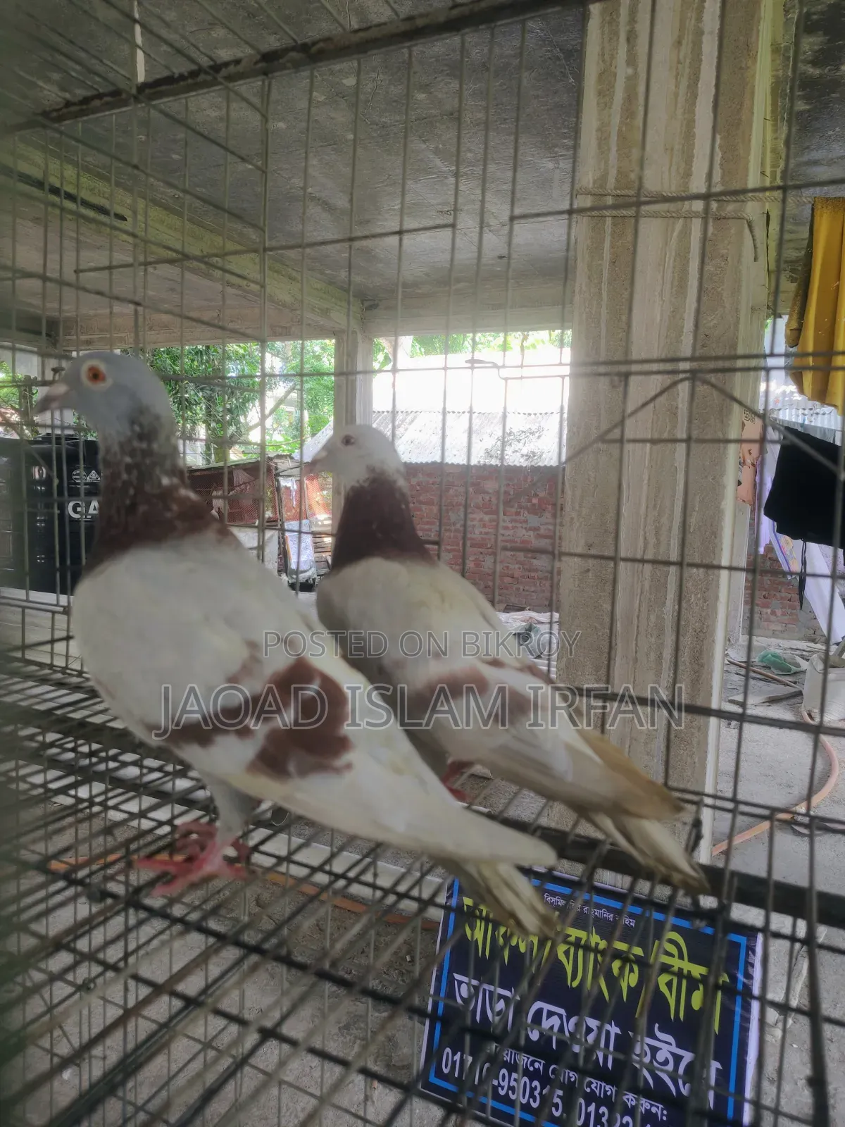 Sell Doel Pigeon
