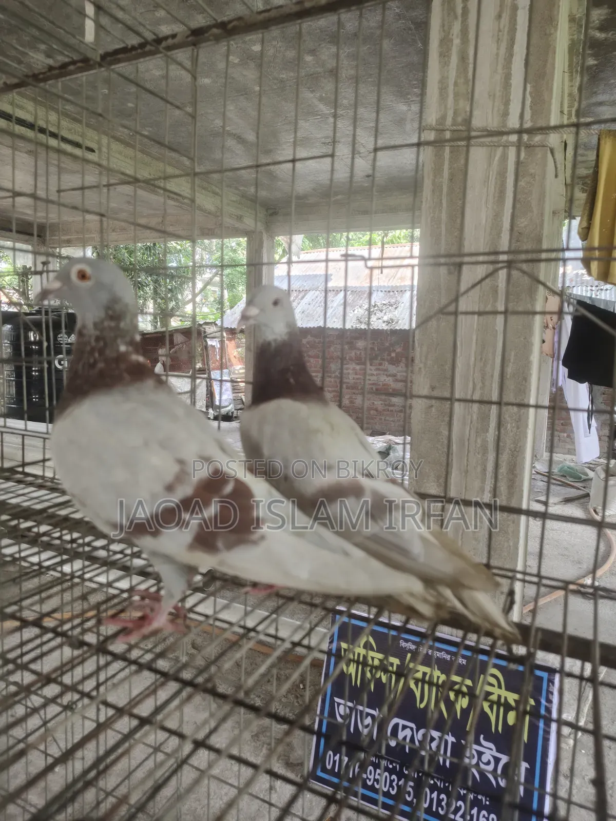 Sell Doel Pigeon